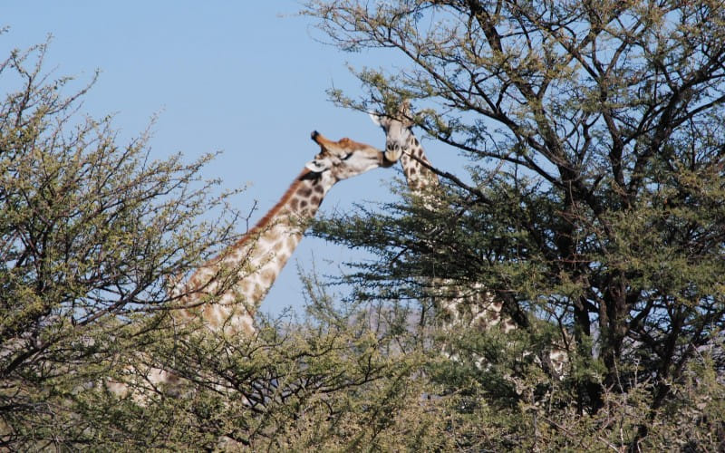 namibia_11.07.2008_104133.jpg